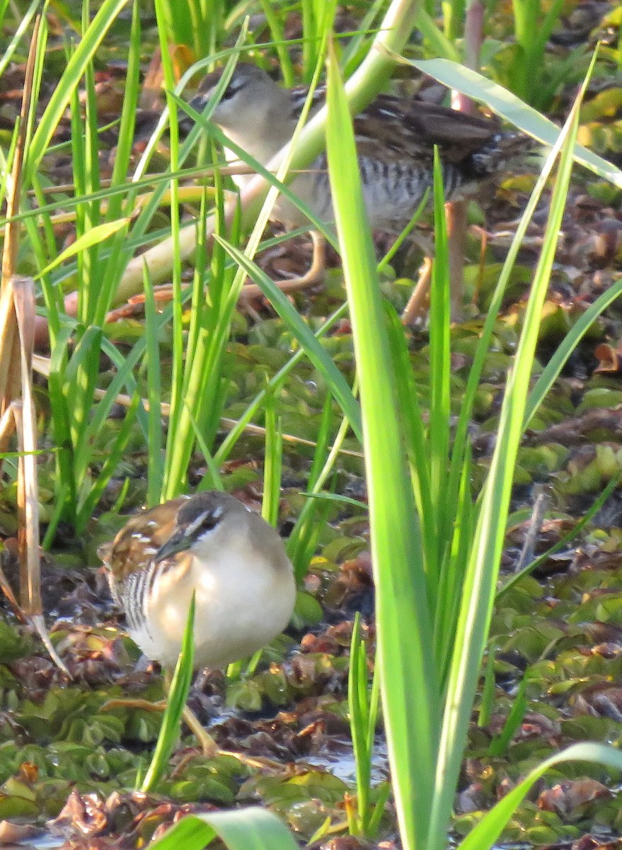 Yellow-breasted Crake - ML94059011