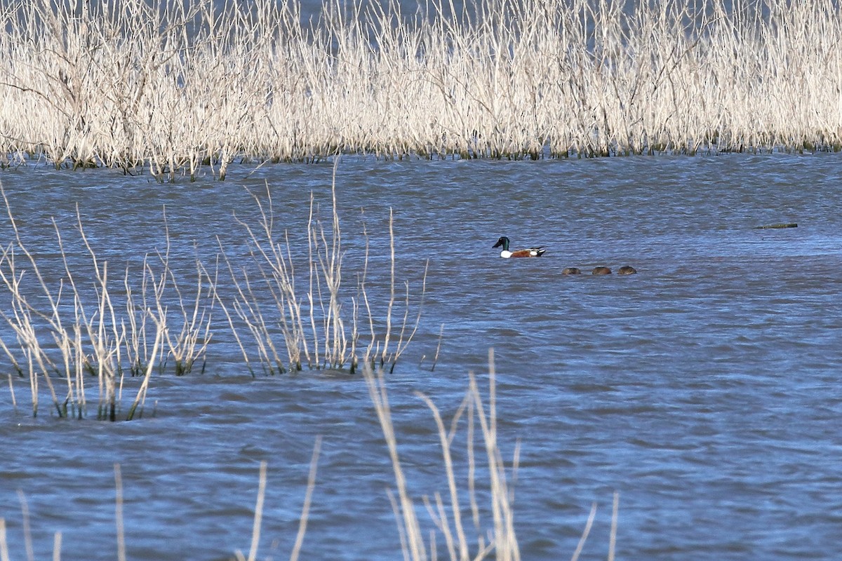 Northern Shoveler - Lawrence Haller