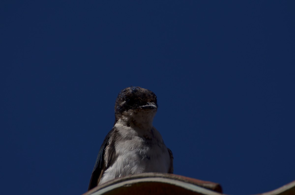 Chilean Swallow - ML94059761