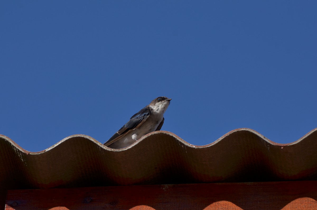 Chilean Swallow - ML94059811