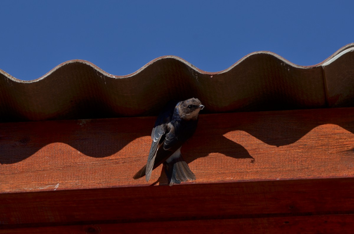 Chilean Swallow - ML94059851