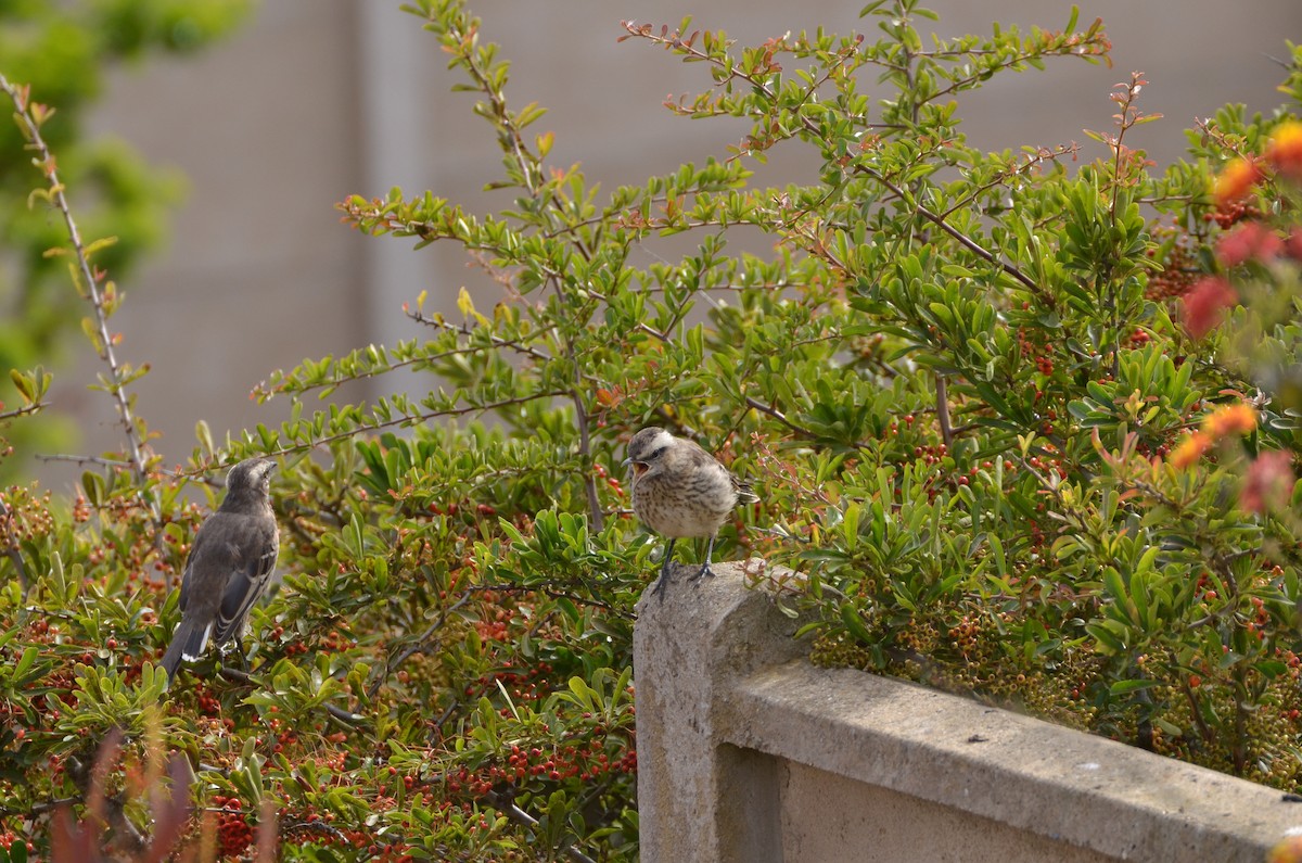 Chilean Mockingbird - ML94059981