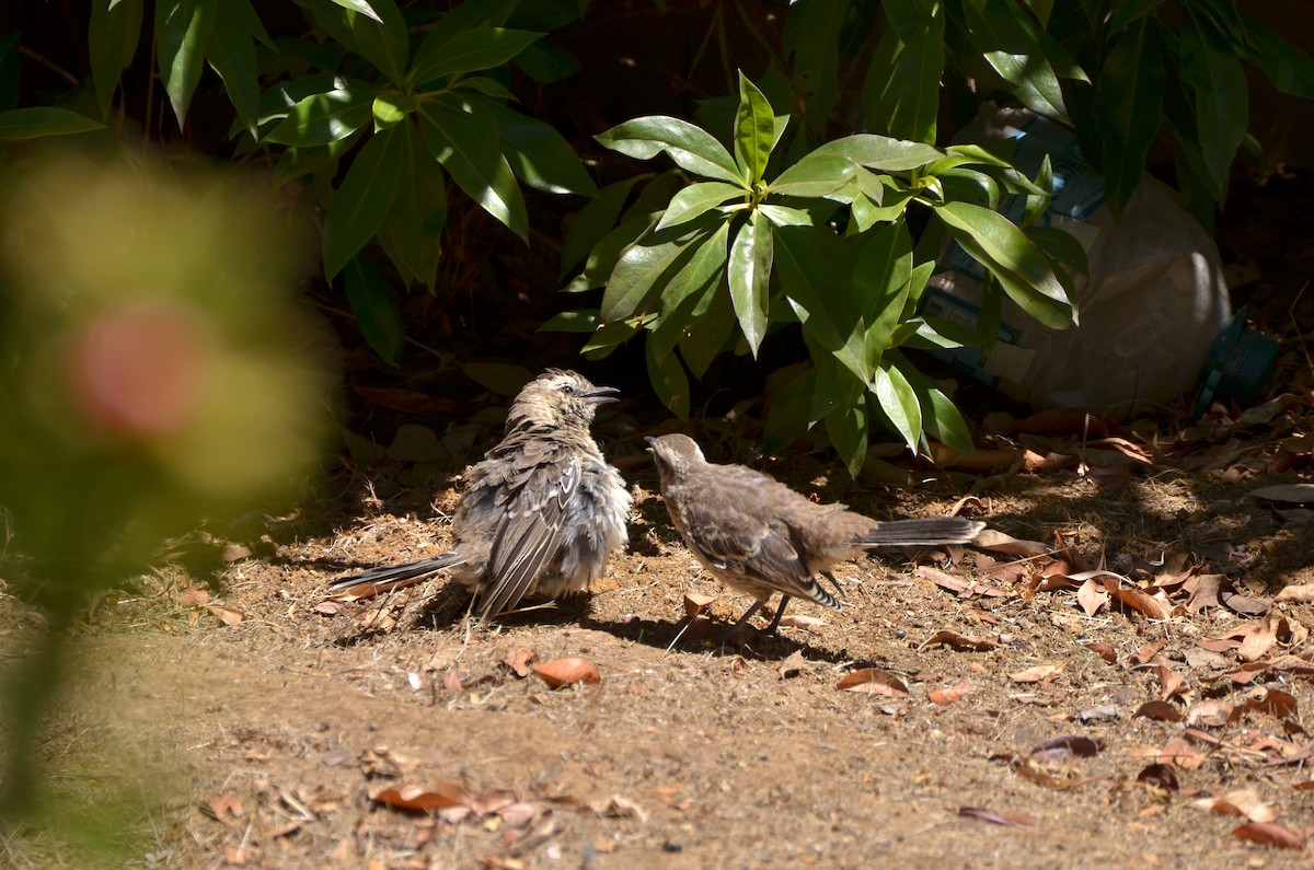 Chilean Mockingbird - ML94059991