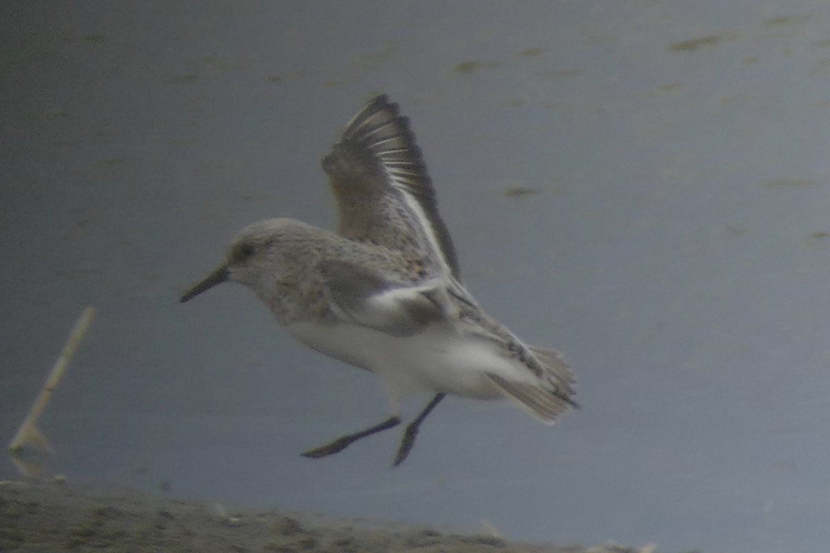 Sanderling - ML94060311