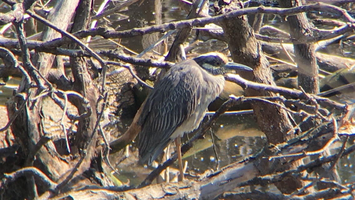 Yellow-crowned Night Heron - ML94060451