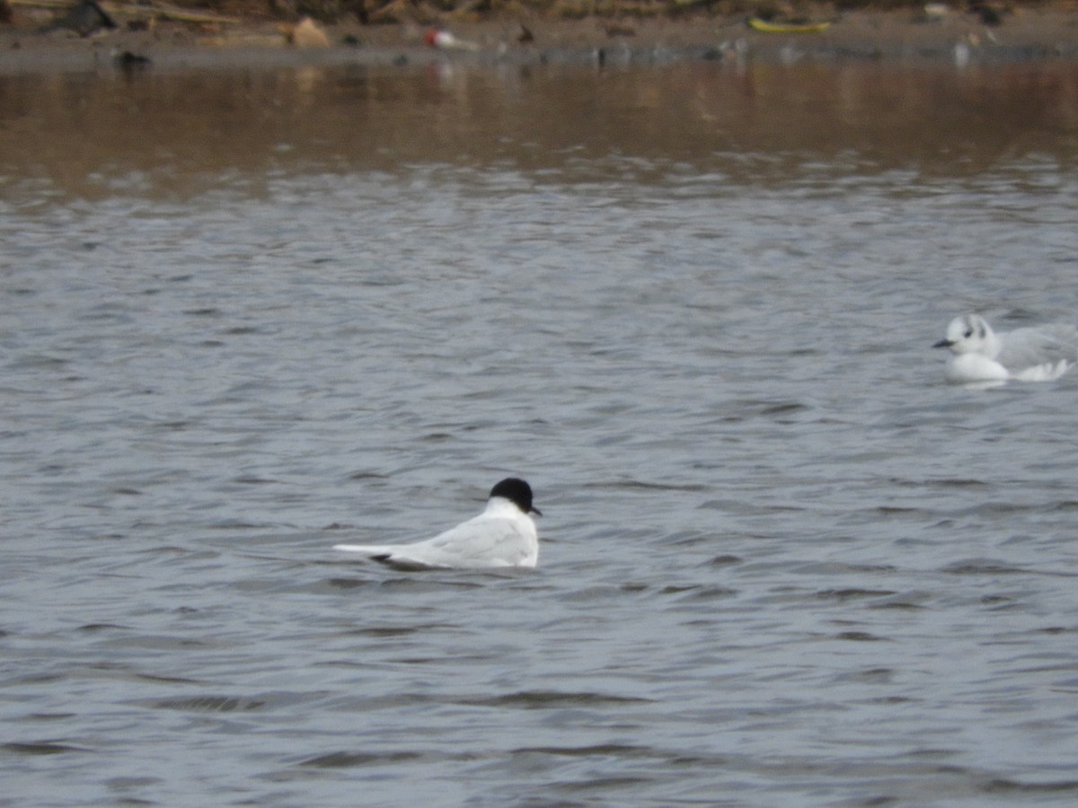 Mouette pygmée - ML94061301
