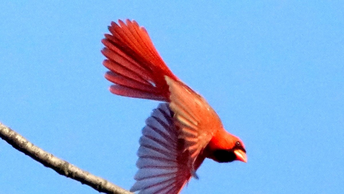 Cardinal rouge - ML94061711