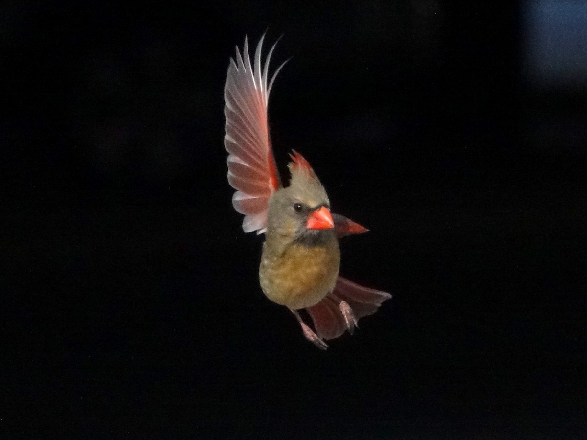 Northern Cardinal - ML94061731