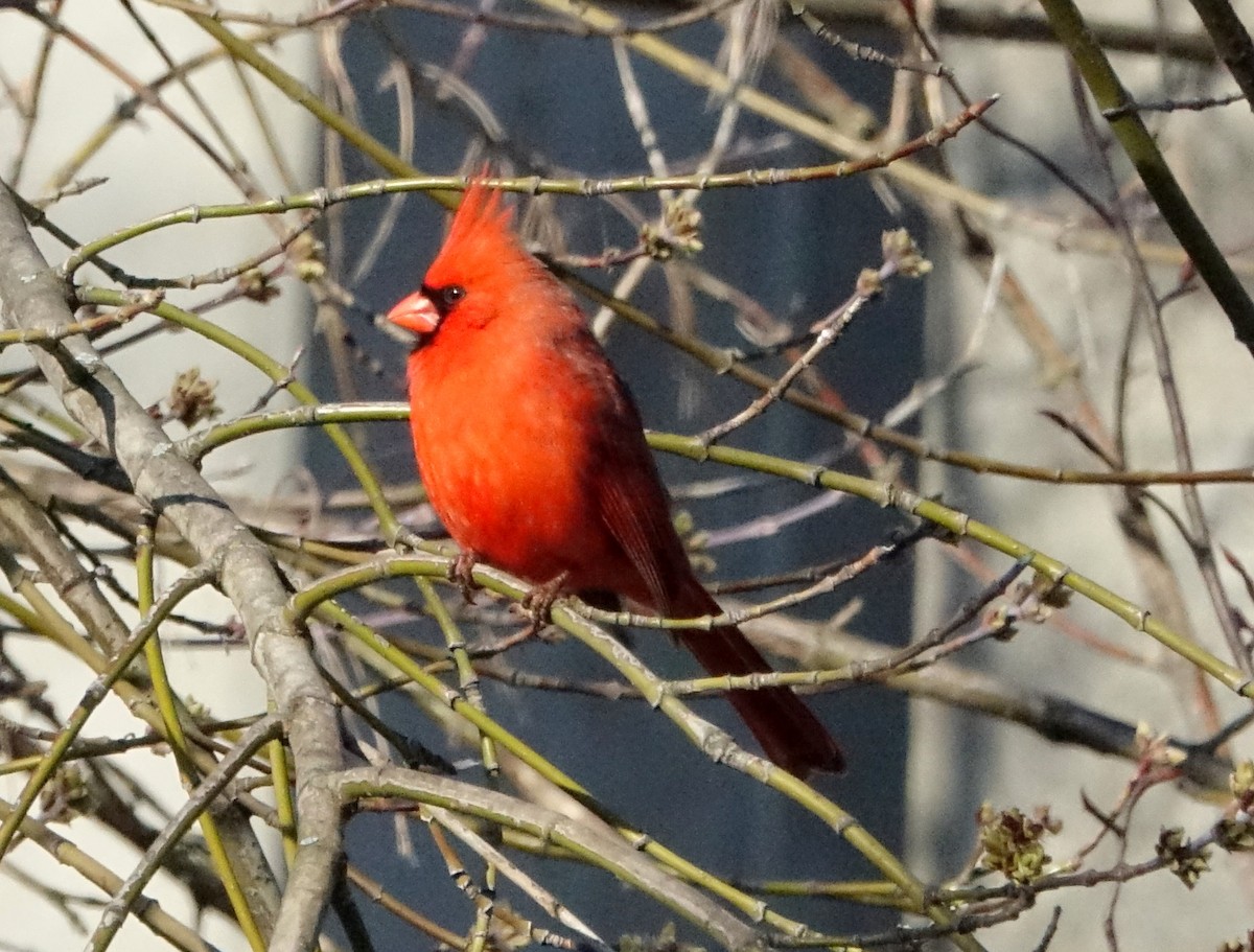 Northern Cardinal - ML94061741