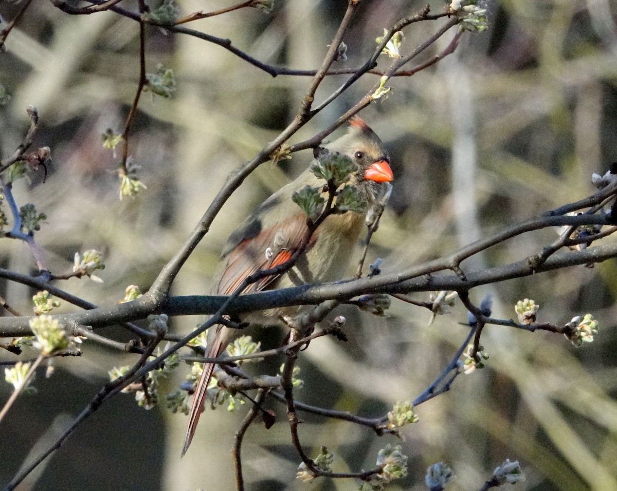 Cardinal rouge - ML94061811