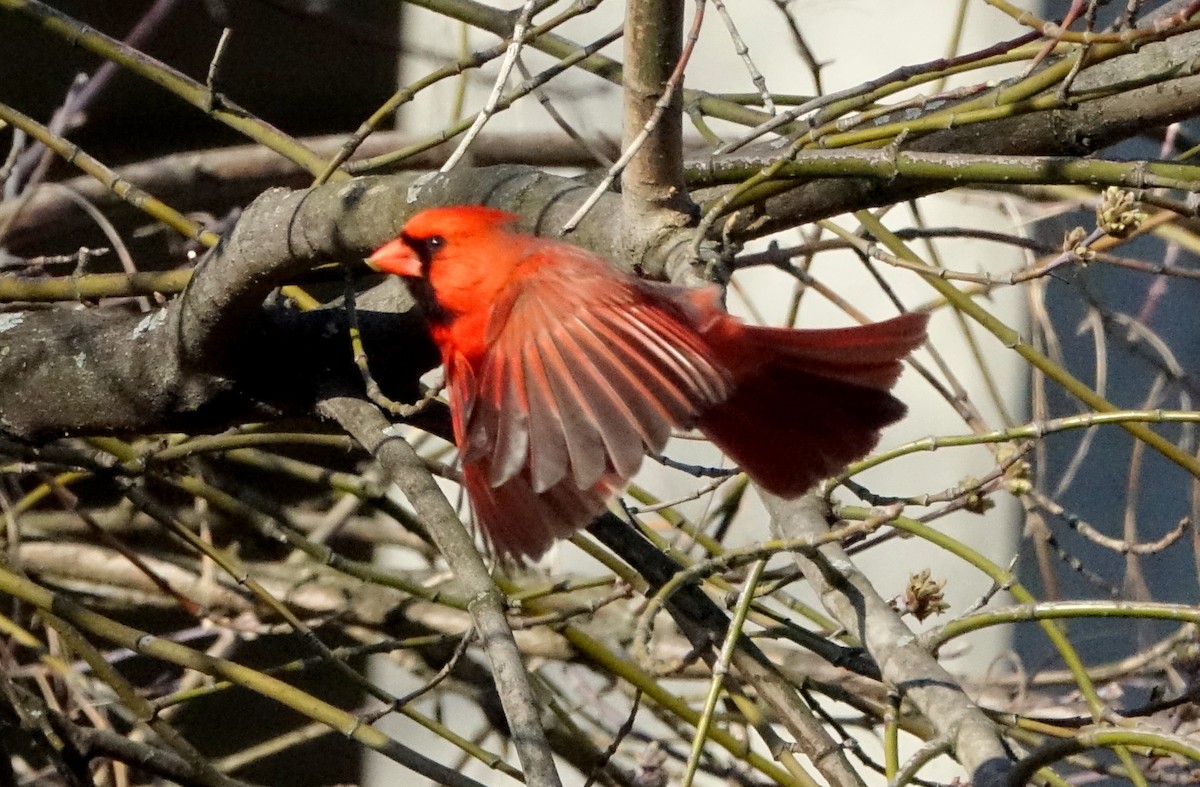 Cardinal rouge - ML94061821