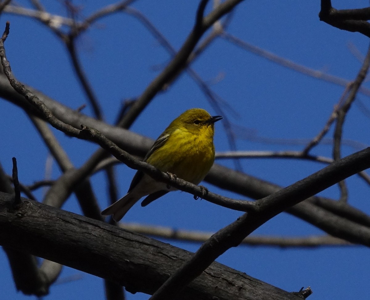 Pine Warbler - Aryeh Baer