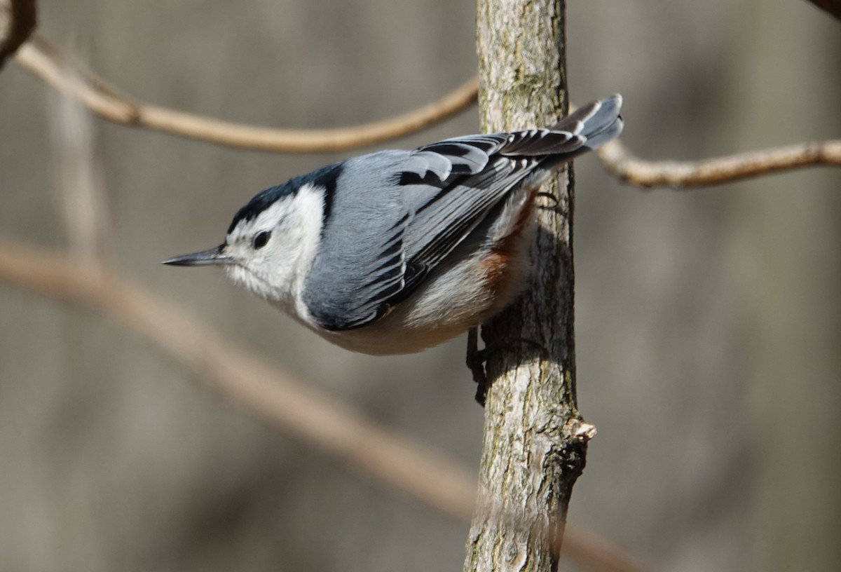 White-breasted Nuthatch - ML94063591