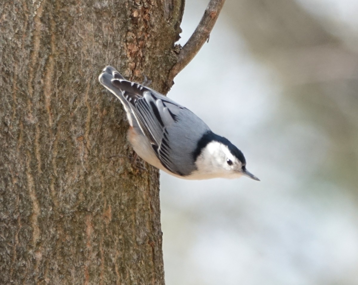 White-breasted Nuthatch - ML94063611