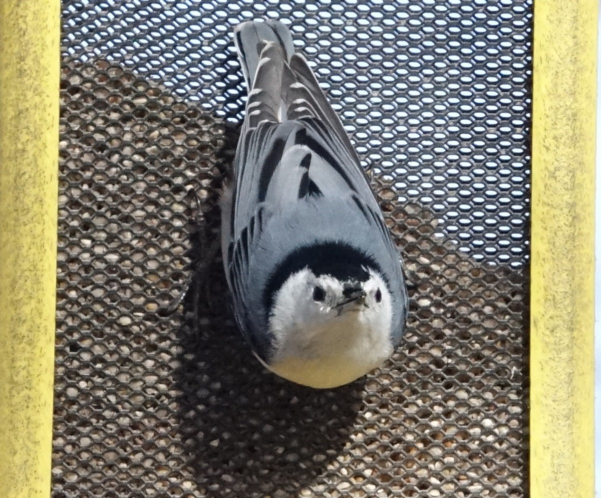 White-breasted Nuthatch - ML94063741