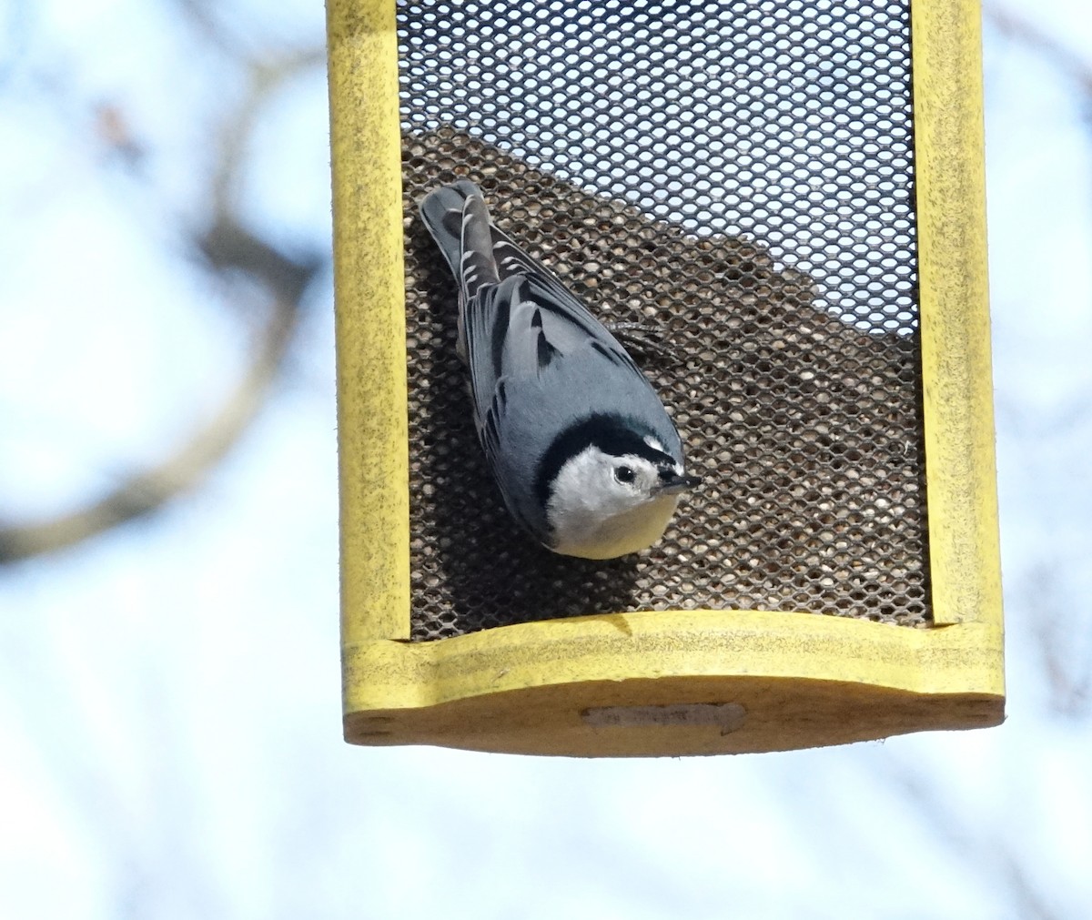 White-breasted Nuthatch - ML94063781