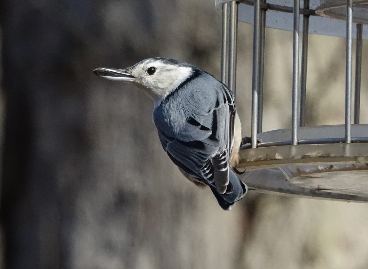 White-breasted Nuthatch - ML94063791