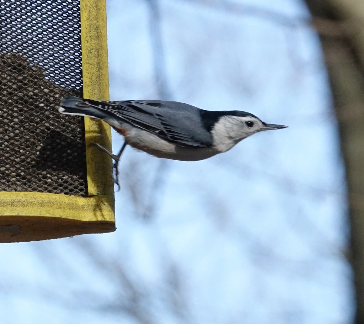 White-breasted Nuthatch - ML94063821