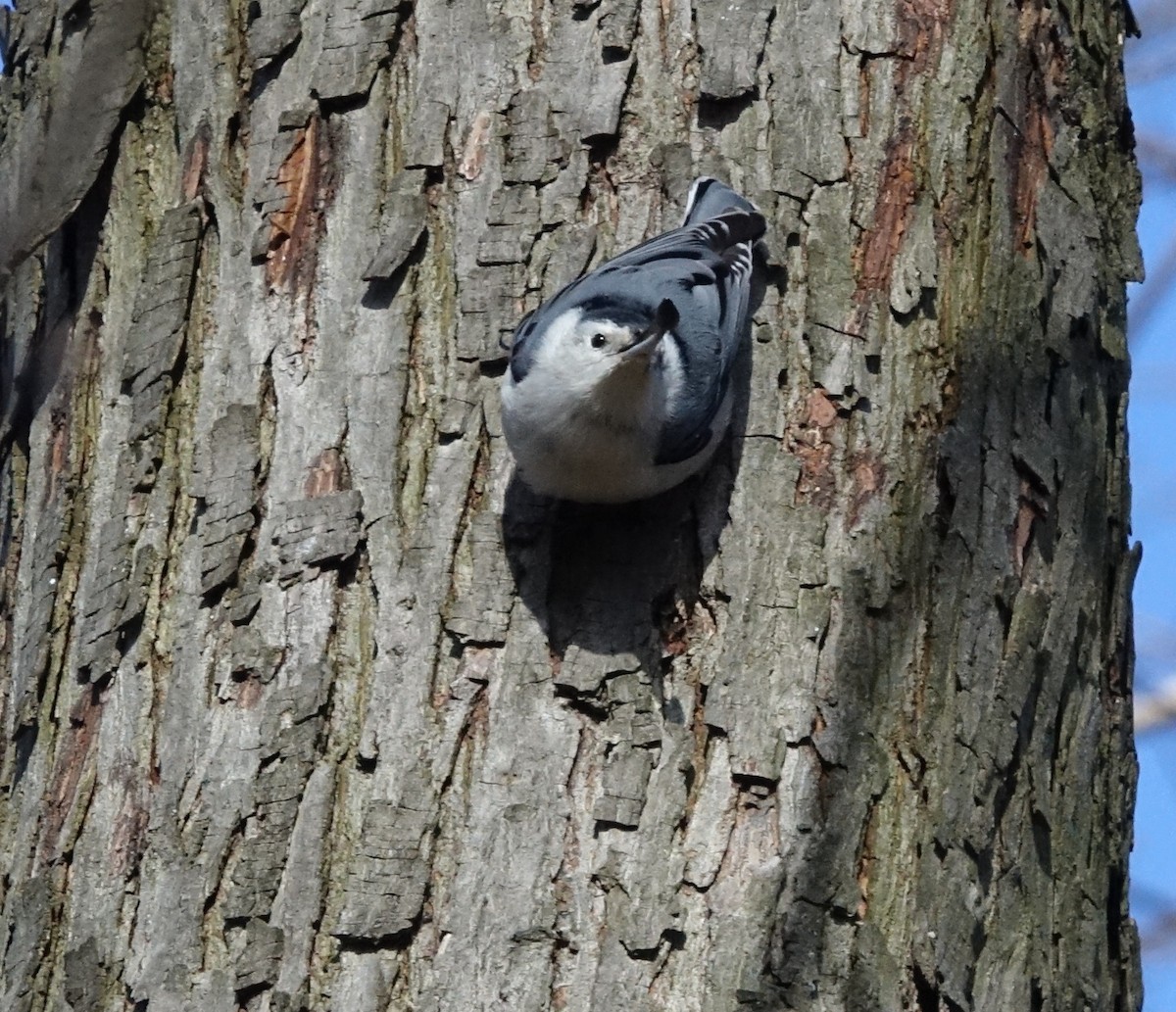 White-breasted Nuthatch - ML94063861