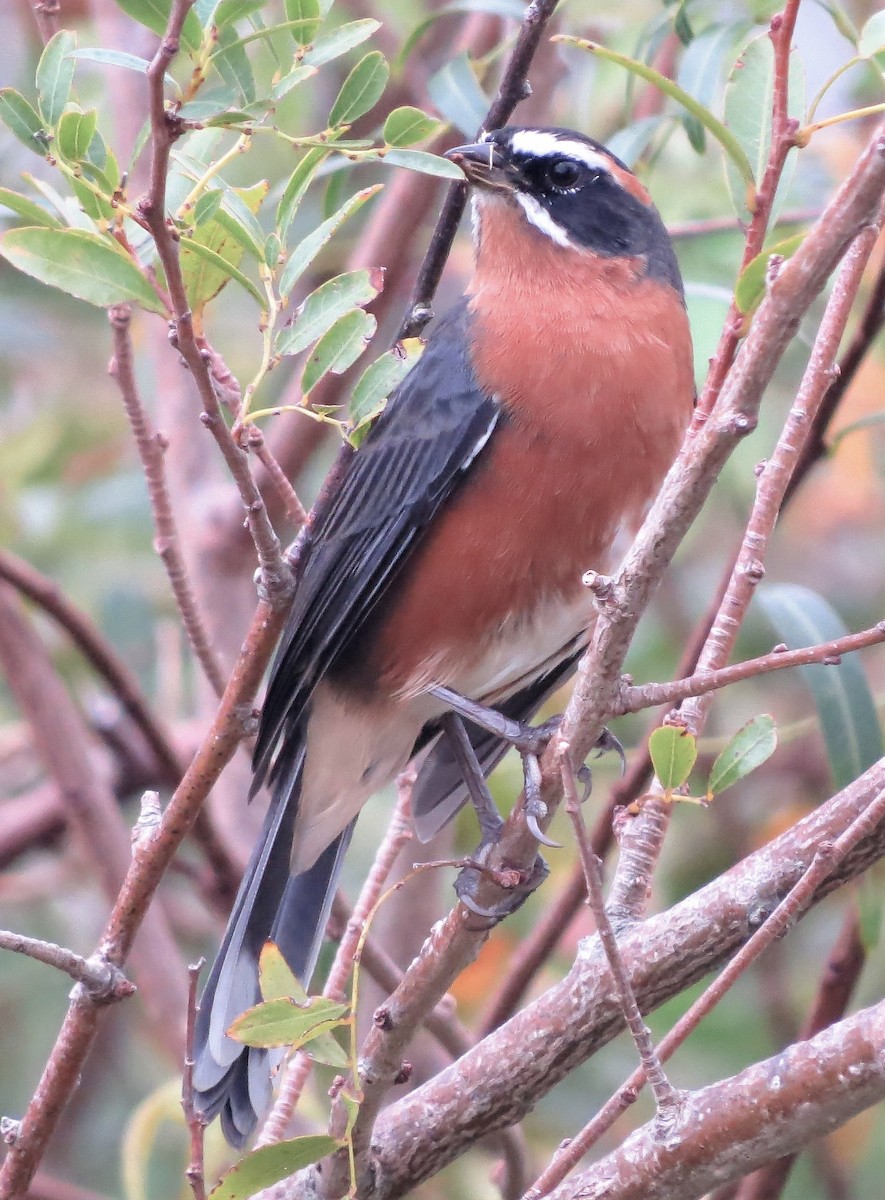Black-and-rufous Warbling Finch - ML94064861