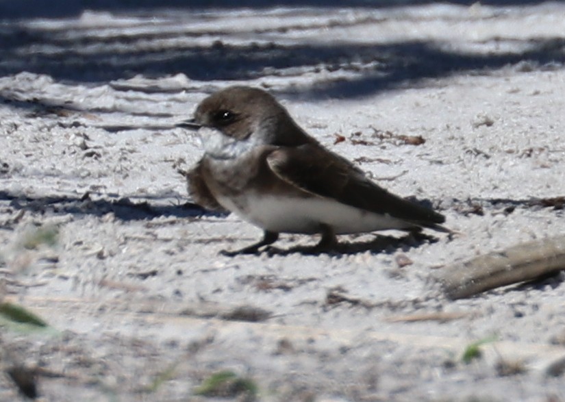 Bank Swallow - ML94065671