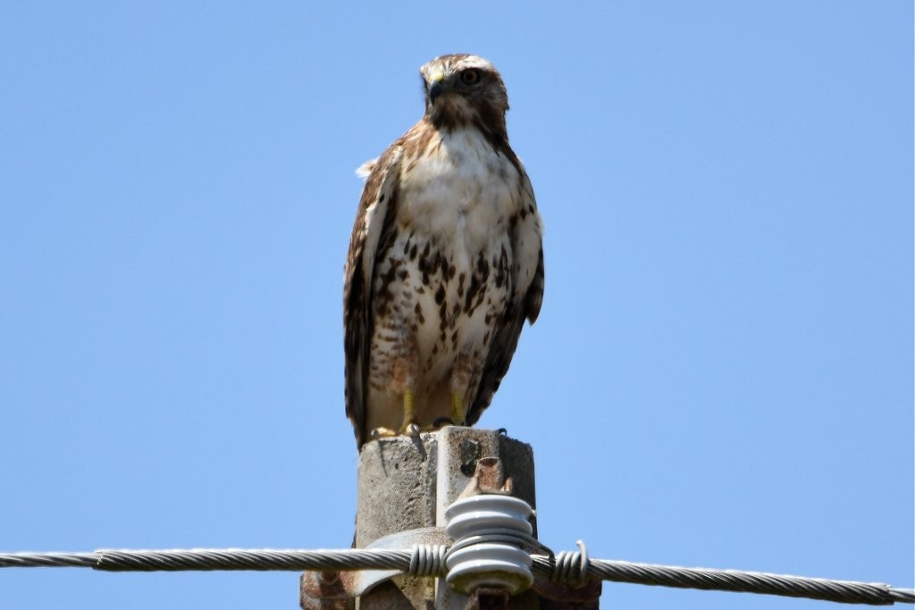 Red-tailed Hawk - Jerry Chen