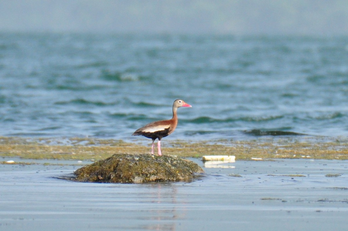 Black-bellied Whistling-Duck - ML94068181