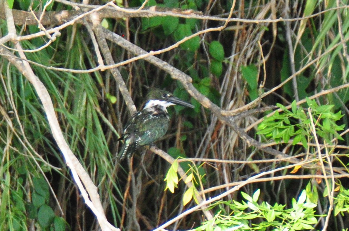 Martin-pêcheur d'Amazonie - ML94068801