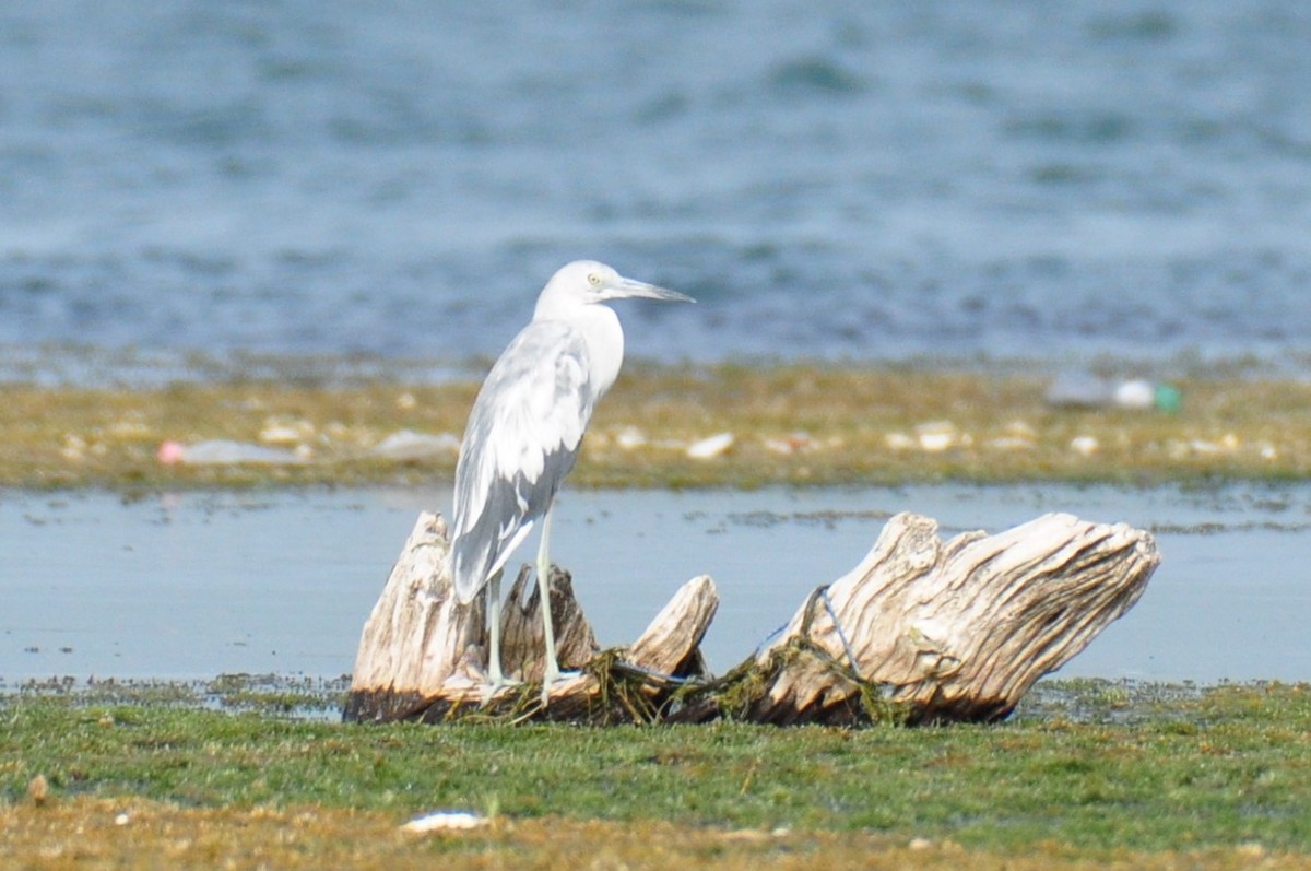 Little Blue Heron - ML94068891