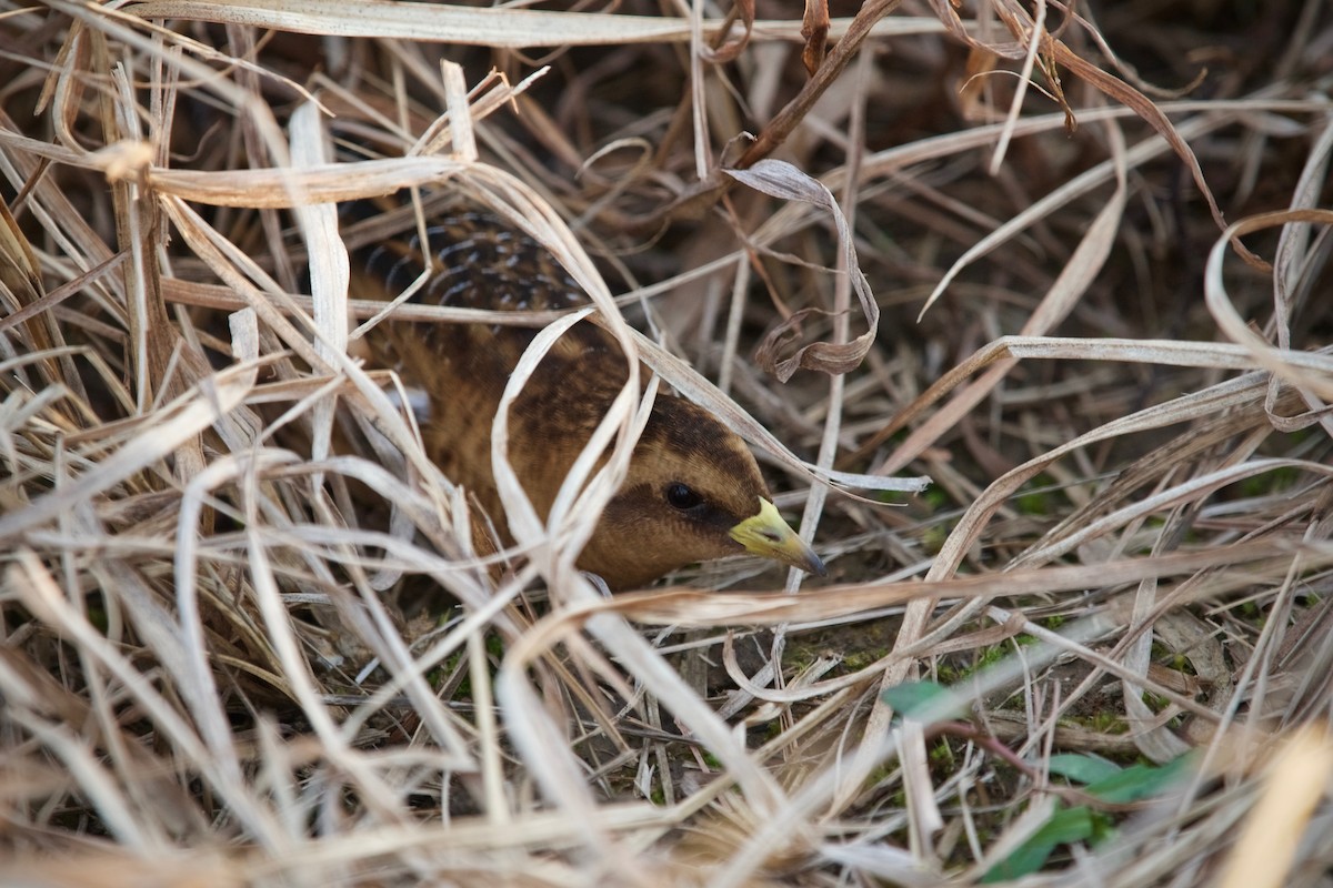 Yellow Rail - ML94069621