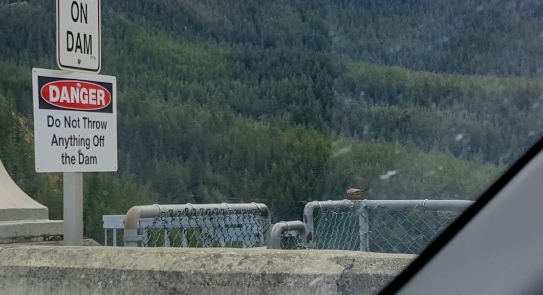 Say's Phoebe - ML94069631