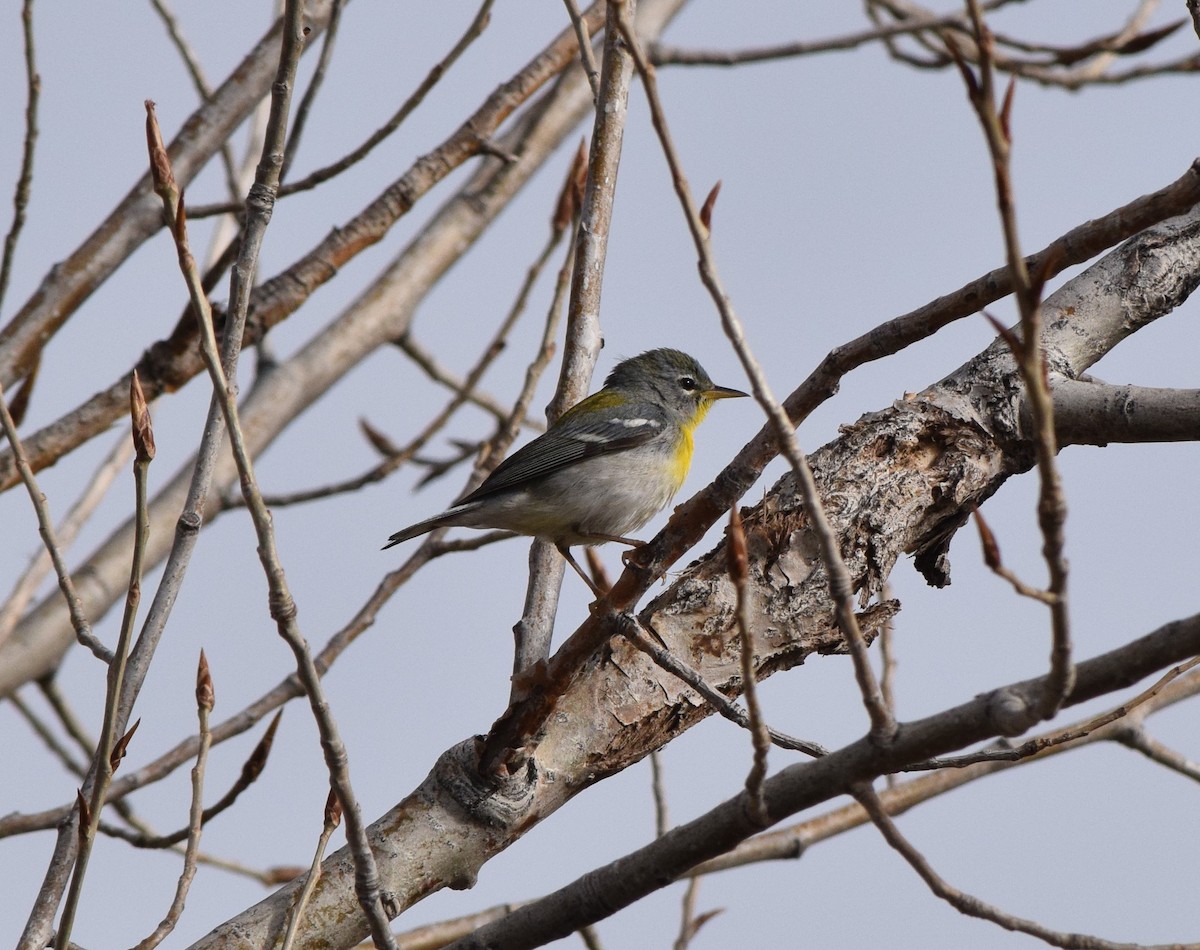 Northern Parula - Jim Dennis