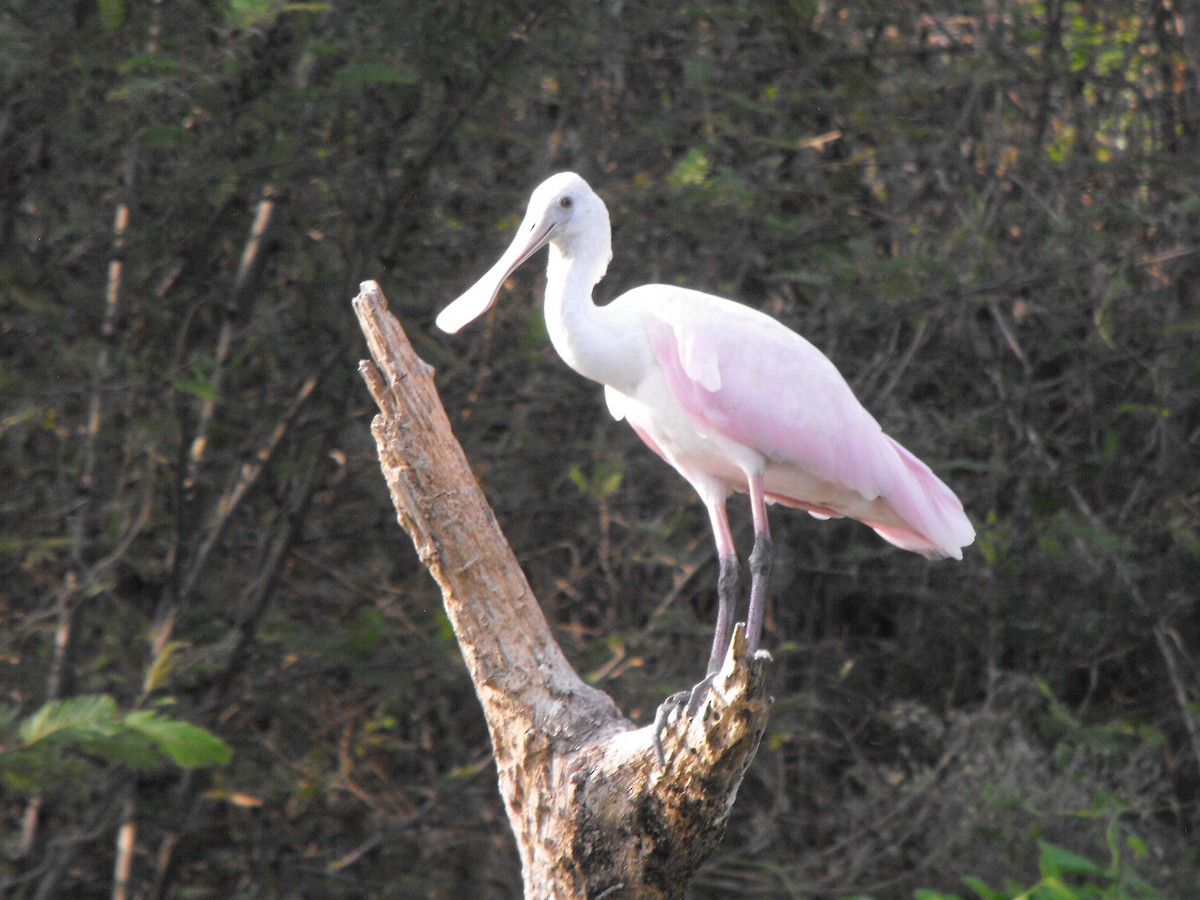 Roseate Spoonbill - ML94070691