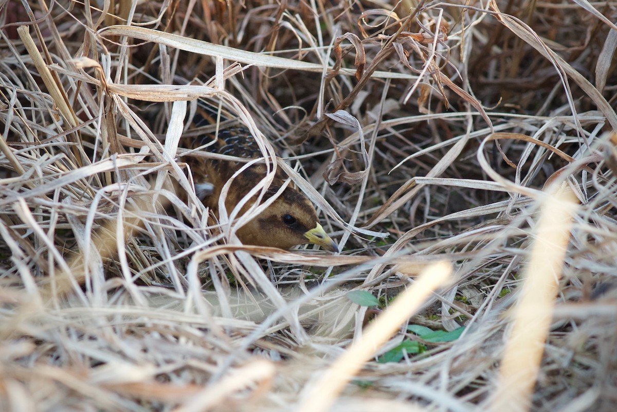 Yellow Rail - ML94070781