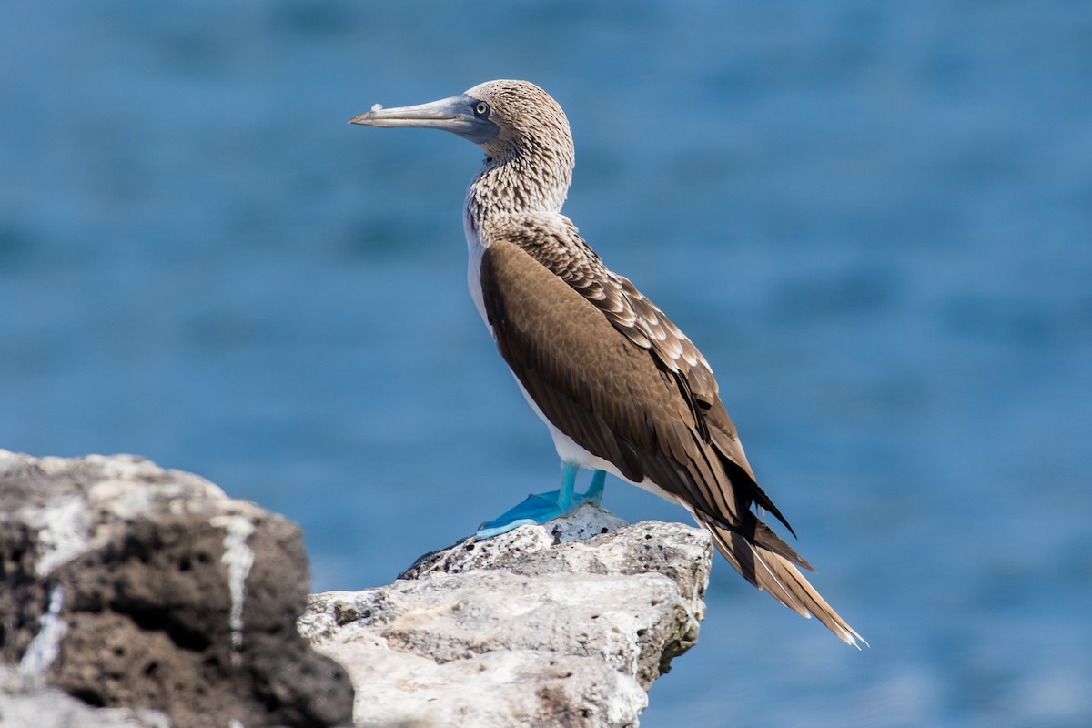 Blue-footed Booby - John Reynolds