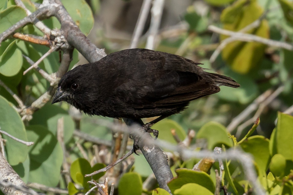 Small Ground-Finch - John Reynolds