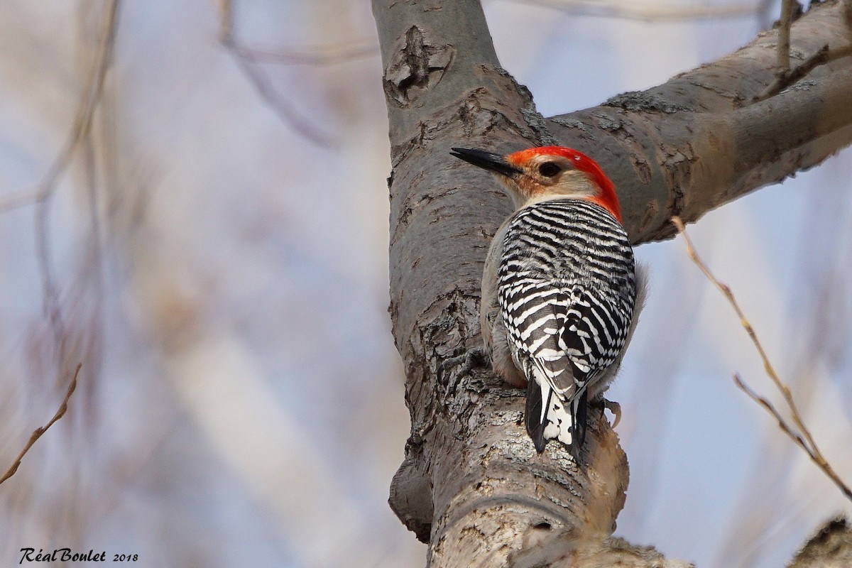 Red-bellied Woodpecker - Réal Boulet 🦆