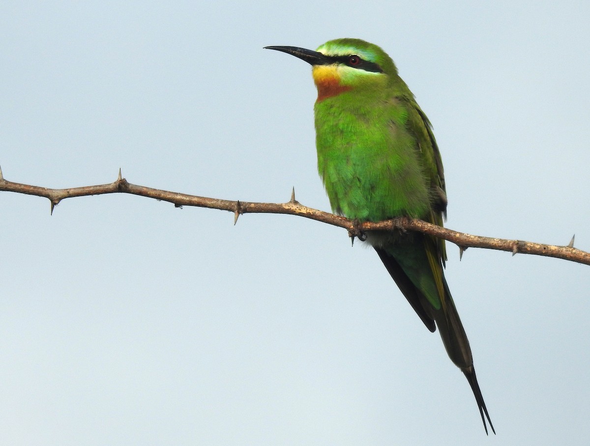 Blue-cheeked Bee-eater - Sharang Satish