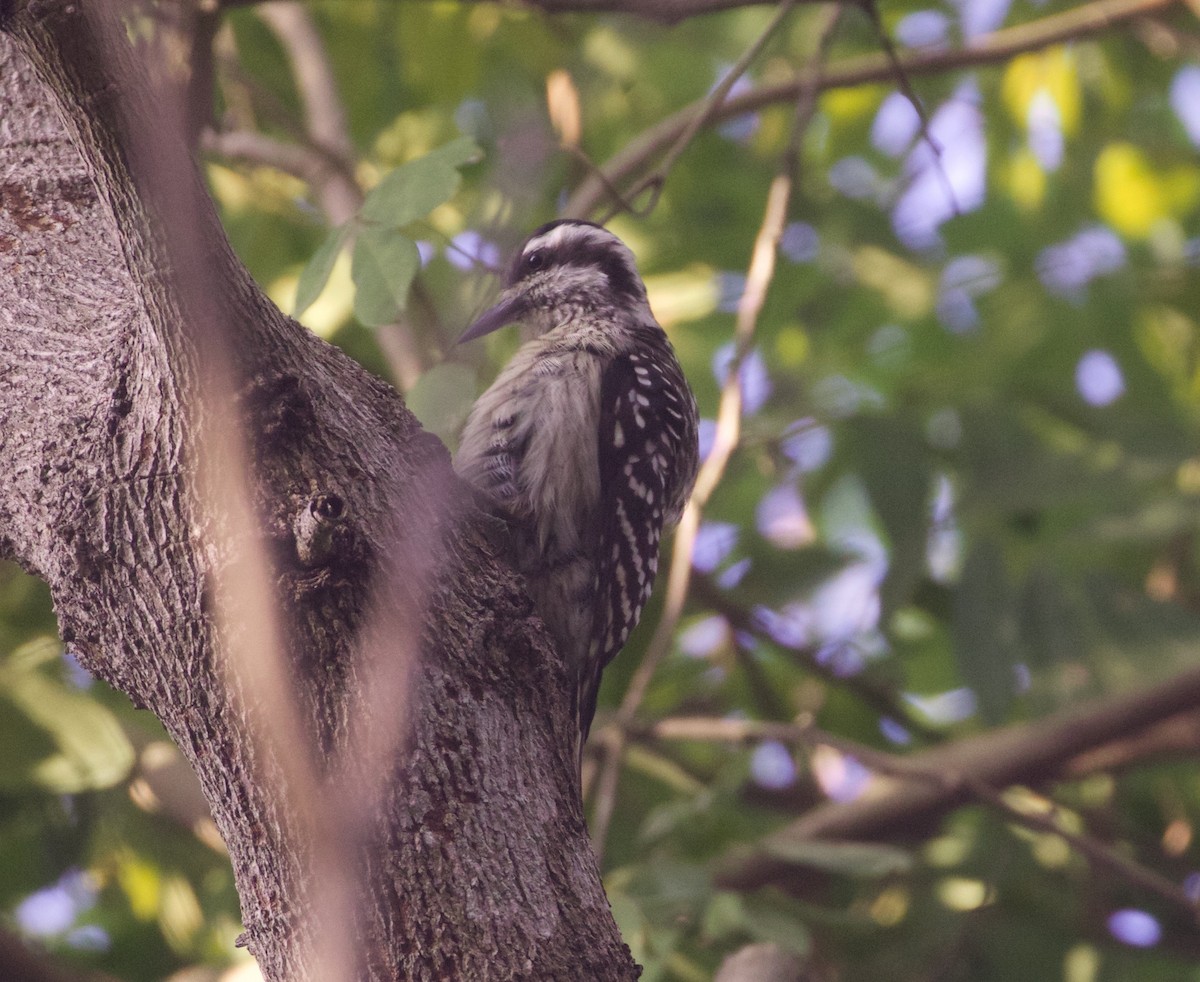 Sunda Pygmy Woodpecker - ML94076281