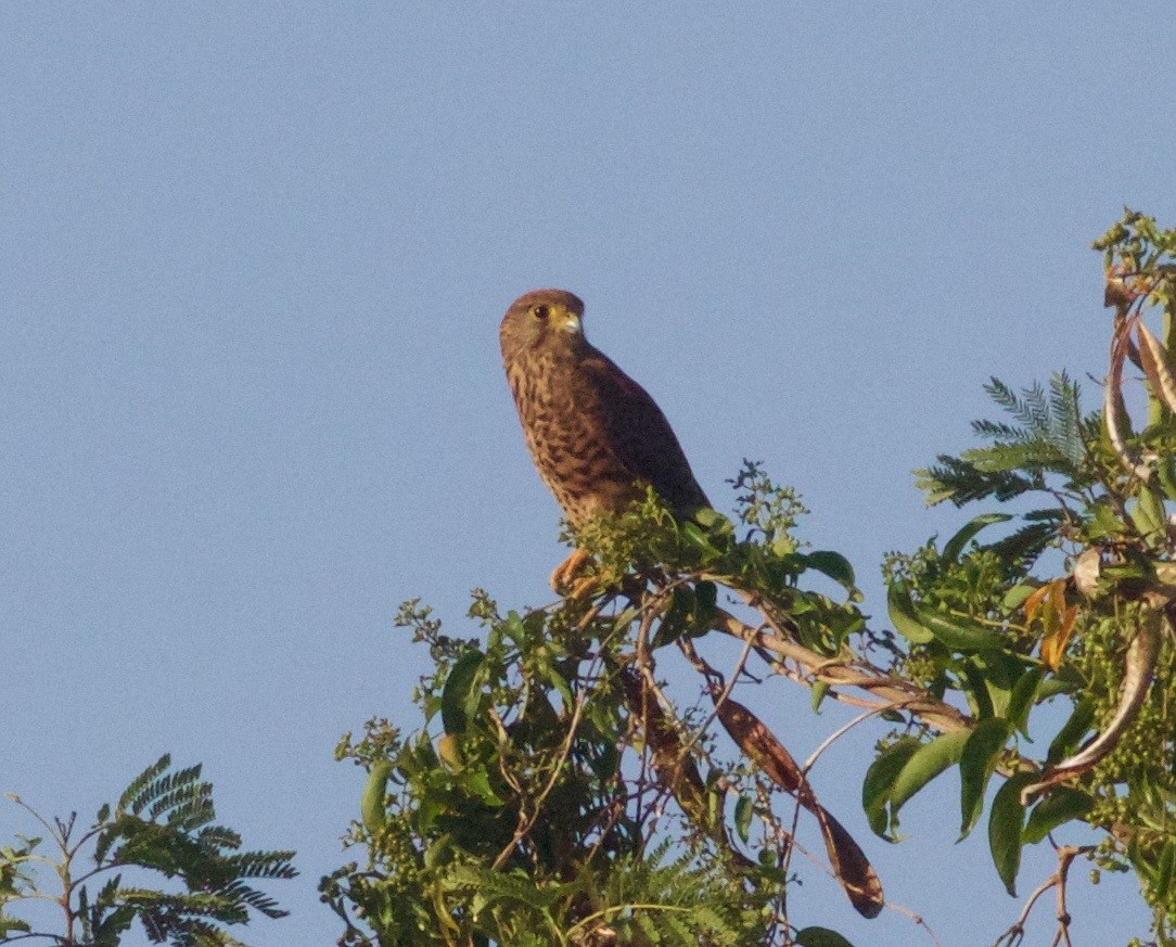 Spotted Kestrel - Scott Baker