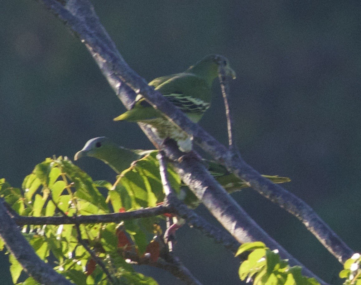 Flores Green-Pigeon - ML94076461