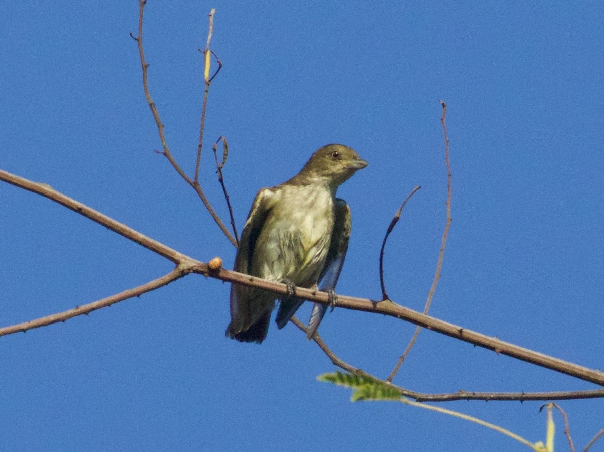 Thick-billed Flowerpecker - ML94076691