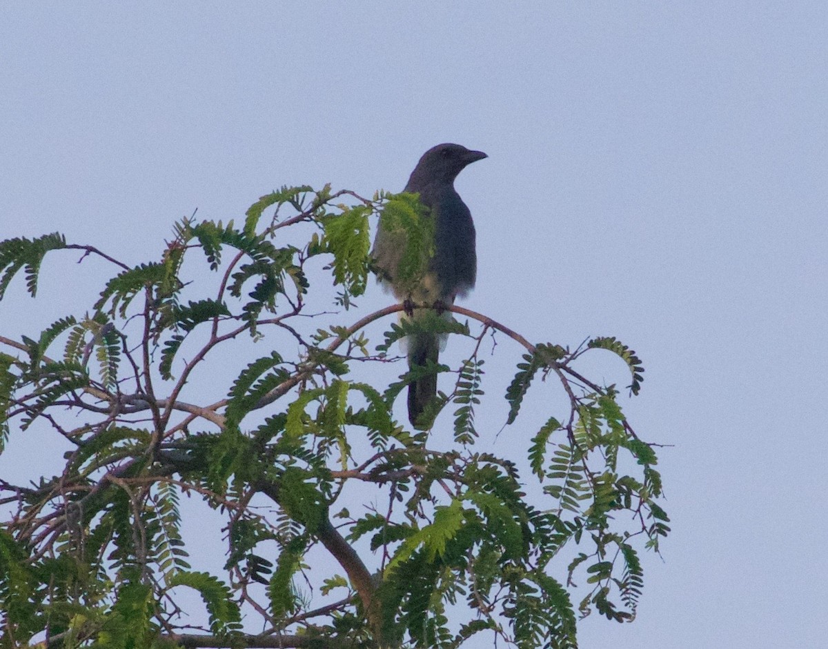 Wallacean Cuckooshrike - ML94077141