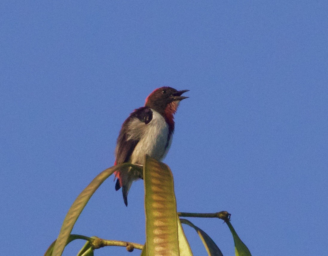 Black-fronted Flowerpecker - ML94077301