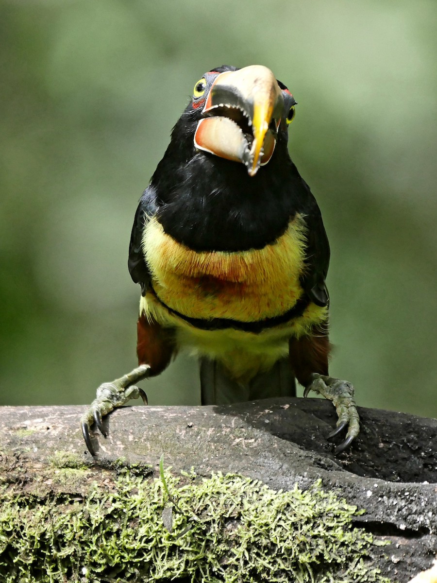 Collared Aracari (Pale-mandibled) - Roger Horn