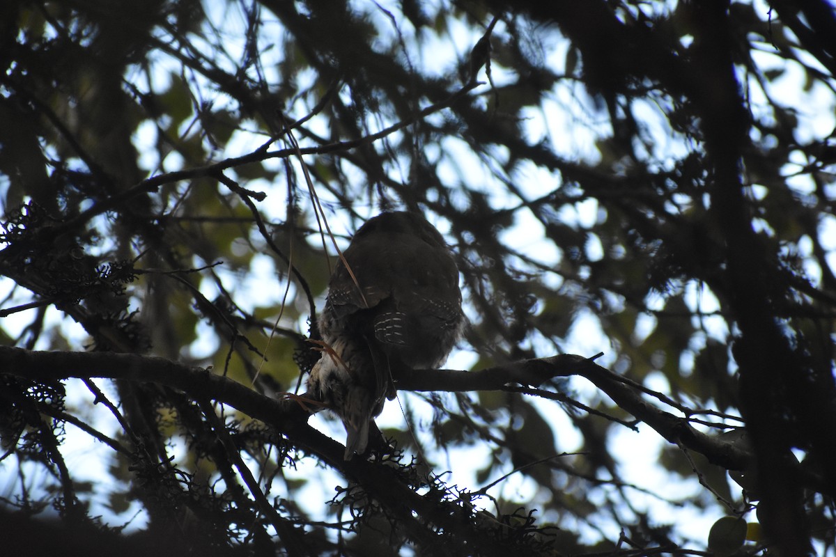 Northern Pygmy-Owl - ML94079531