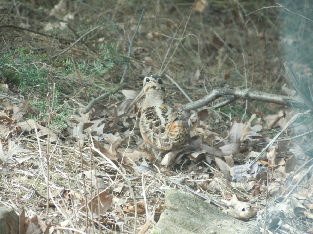 American Woodcock - Robert Hosler