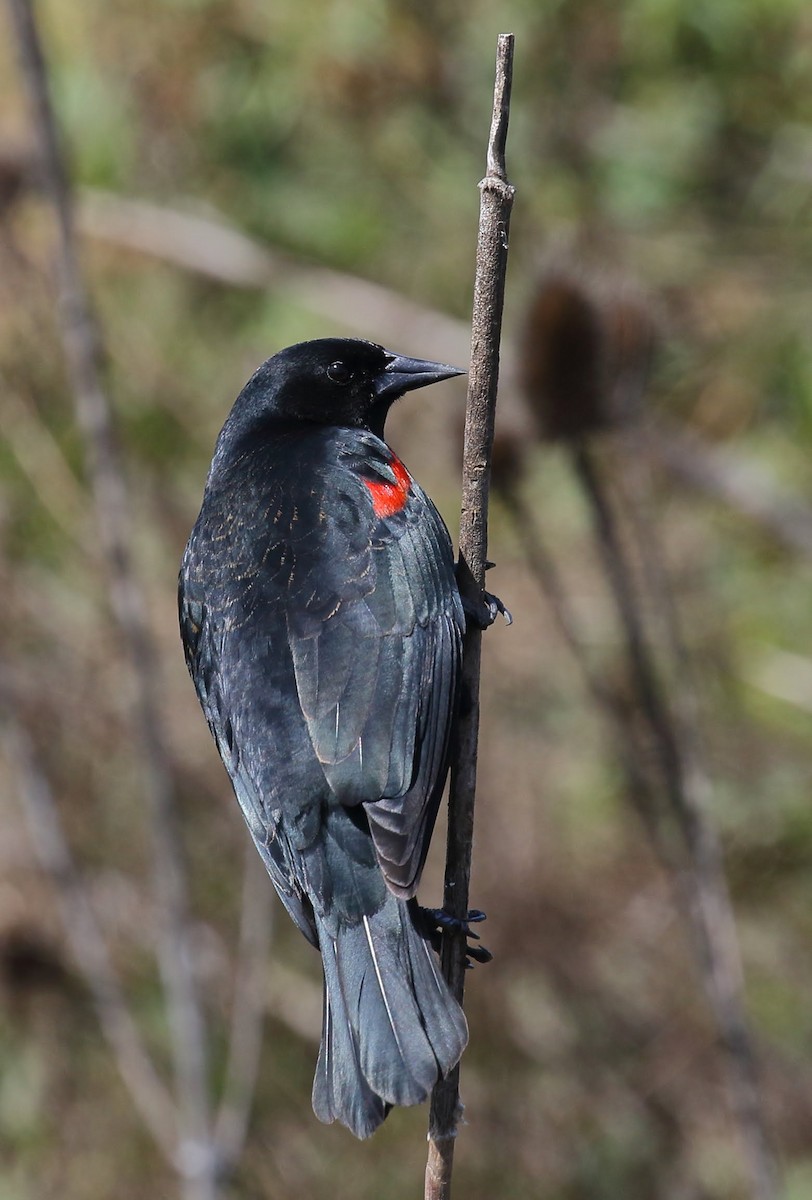 Sargento Alirrojo (grupo phoeniceus) - ML94079911