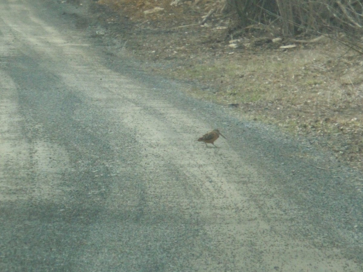 American Woodcock - ML94079931