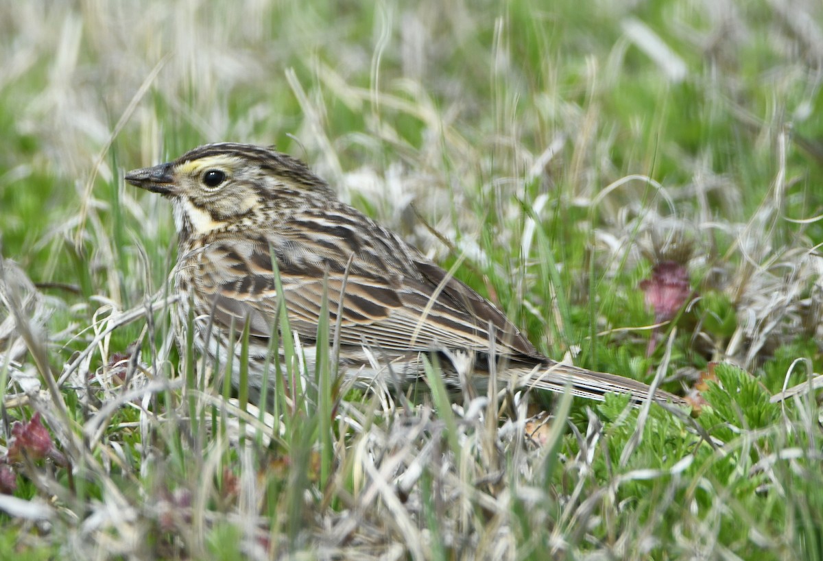 Savannah Sparrow - ML94080031